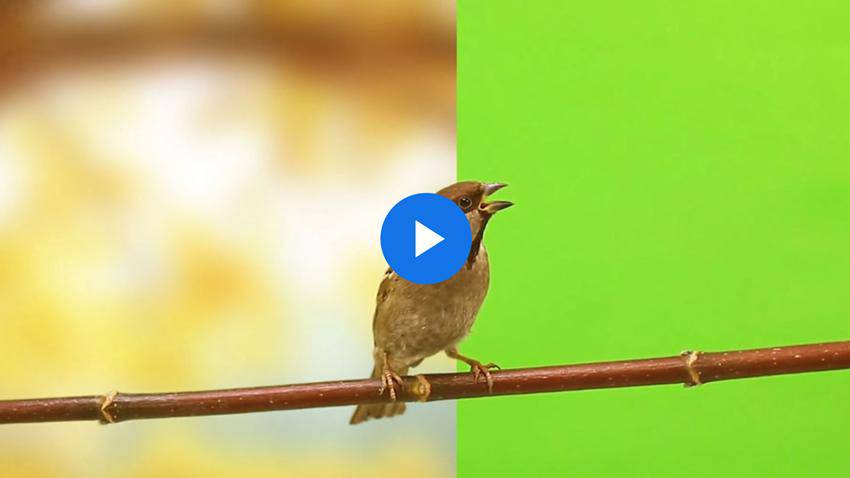 How to Create a Photographic Background for Green Screen Footage