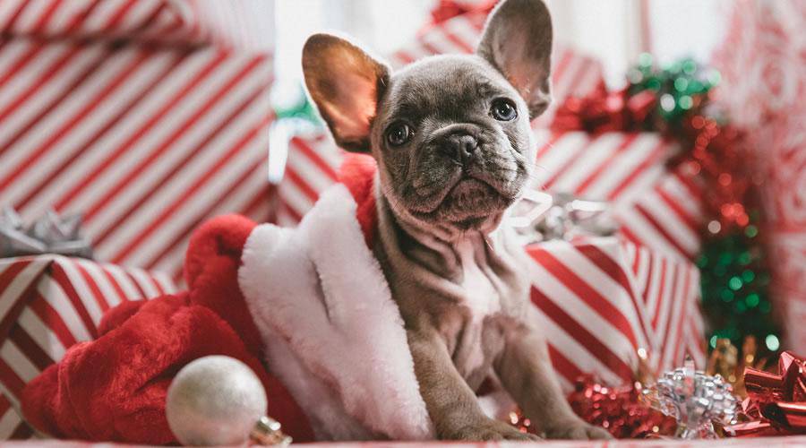 Puppy in Santa Hat christmas hd wallpaper desktop high-resolution background