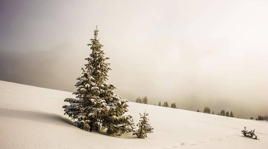 Pine Tree in Snowfield christmas hd wallpaper desktop high-resolution background