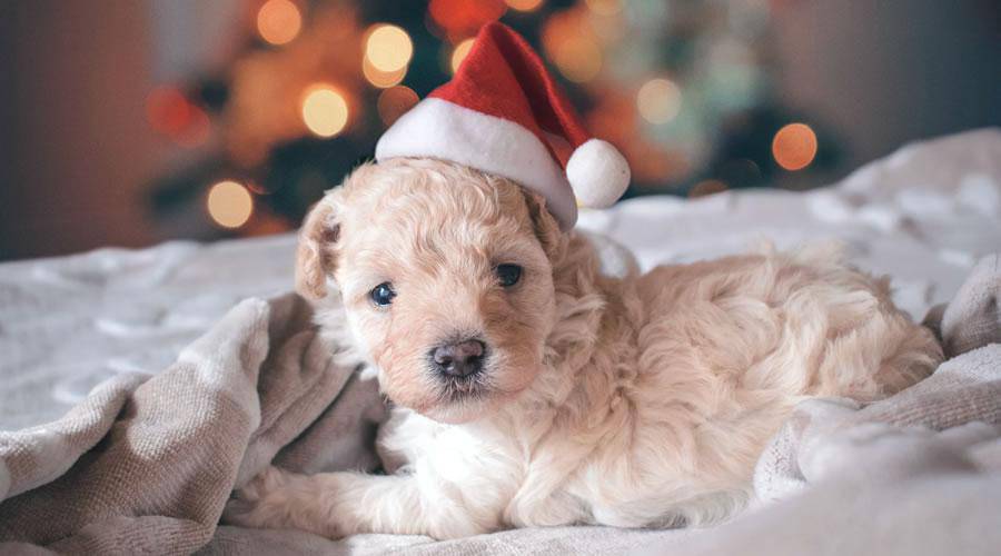 Cute Puppy Wearing Santa Hat christmas hd wallpaper desktop high-resolution background