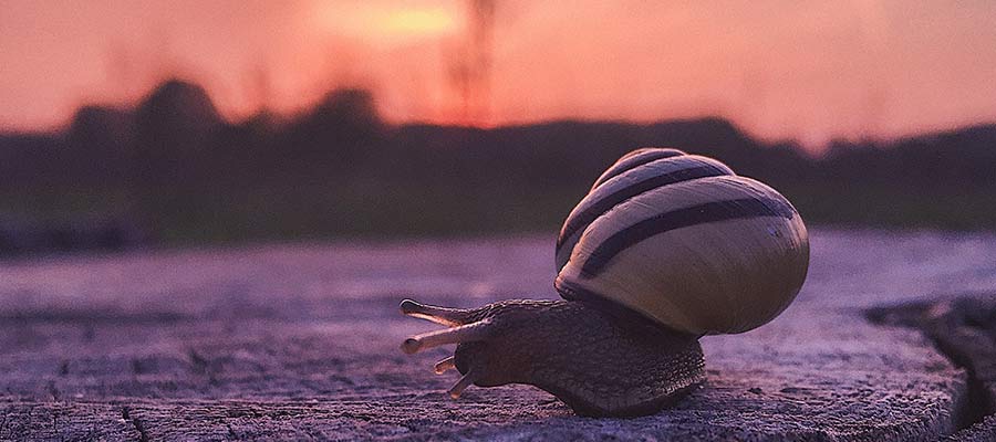 A snail sits on pavement.